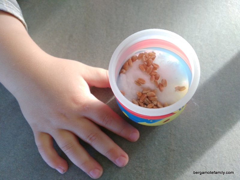 Faites pousser des graines dans des bocaux, avec les enfants ! - Le blog  d'Initiatives